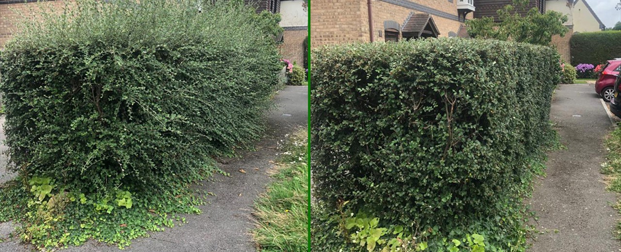 Hedge Trimming