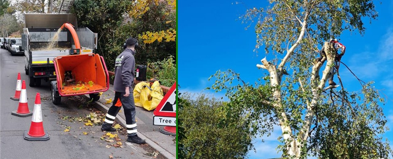 Tree Felling, Tree Topping